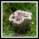 Fly District - Mullendyh