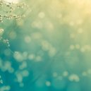 about : forest - Feeling Light