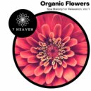 Spiritual Halo - Love And Compassion
