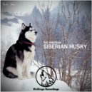 The Siberian - Siberian Husky
