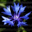 D-Forest - Chart-Recorder: Pt. 3