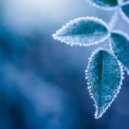 Halo - Winter Lullaby II