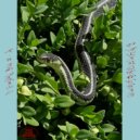 L.Paradise - Palingenesis (Stacey Sexton Remix)