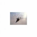 Mindfulness Healing BGM Project - Cambrian and Tension