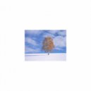 Mindfulness Healing BGM Project - Summer and Freedom