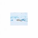 Mindfulness Healing Sleep BGM Project - March and Acoustic