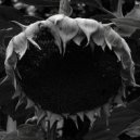 Hank Midnight - Maybe I\'d Better Do Wrong ()