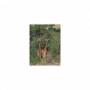 Mindfulness Healing Sleep BGM Project - Jaspers and Sensitivity