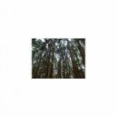 Mindfulness Healing Sleep BGM Project - Night and Freedom