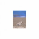 Mindfulness Healing Sleep BGM Project - Alarm & Healing