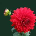 ALB CHILL LAB & Drone In Ibiza - Mos Me Ler Vetem Baby (SHQIP DEEP Remix)