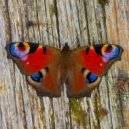 Handpan Joe & harvey semple - I Don\'t Mind (Change) (Original Mix)