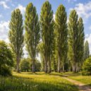 Edward_Bai - Poplar (progressive house) (mix)