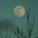 The Green Kingdom - Lunae