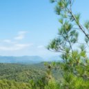 Tish' - Above the Noise of Days