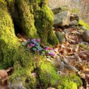 Eternal Meadows & Tish' - A Place Without Urgency