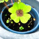 Daniel González V. - RAIZ