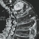 Fro - Distopic Phobia