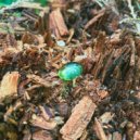 Jamison Isaak & Teen Daze - Fern\'s Forest (feat. Teen Daze) ()