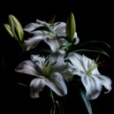 Lakej - Functioning (Original Mix)