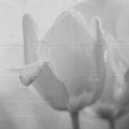 Satoshi Imano - Leave a Trace ()
